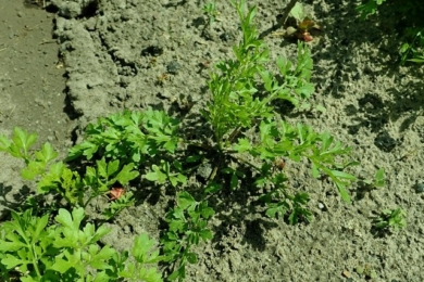 Крес-салат, або хрінниця посівна (Lepidium sativum)