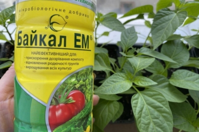 «Байкал-ЕМ» на фоні розсади перцю