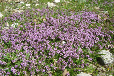  Чебрець повзучий (Thymus serpyllum) — ґрунтопокривна рослина з дрібними фіолетовими квітками, що росте серед каміння на піщаному ґрунті
