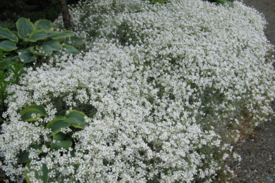 Ясколка повстяна (Cerastium tomentosum) — густий килим білих квіток на піщаному ґрунті в саду