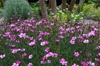 Гвоздика трав’янка (Dianthus deltoides) — ґрунтопокривна рослина з яскраво-рожевими квітами на клумбі