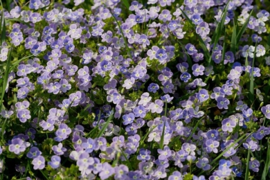 Вероніка ниткоподібна (Veronica filiformis) — ґрунтопокривна рослина з ніжно-блакитними квітами серед трави