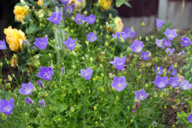Дзвоники карпатські (Campanula carpatica) — ґрунтопокривна рослина з фіолетово-синіми дзвоникоподібними квітами