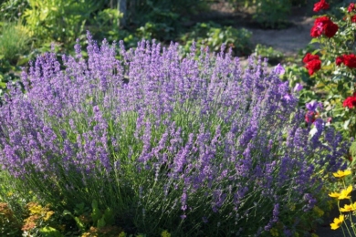 Лаванда вузьколиста (Lavandula angustifolia) — кущ із фіолетовими суцвіттями у розарії