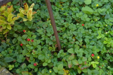 Дюшенея, або перстач індійський (Duchesnea indica) — ґрунтопокривна рослина з зеленим листям і дрібними червоними ягодами
