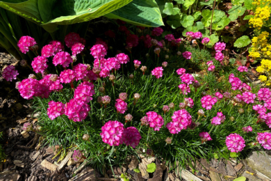 Армерія приморська (Armeria maritima) — компактна ґрунтопокривна рослина з яскраво-рожевими суцвіттями