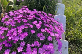 Гвоздика трав’янка (Dianthus deltoides): догляд і використання в саду