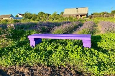 Біла конюшина