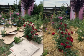 Мульчування троянд картоном