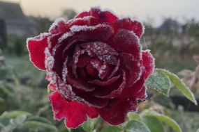 Посівний календар на жовтень 2025