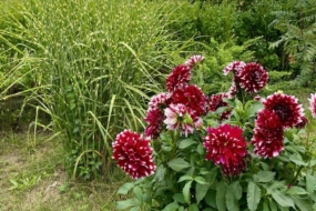 Коли викопувати жоржини на зиму?