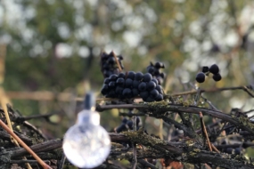 Посівний календар на листопад 2025