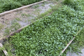 Чому ніколи не пізно сіяти сидерати під зиму