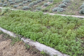 Сидерати виросли — що з ними робити восени?