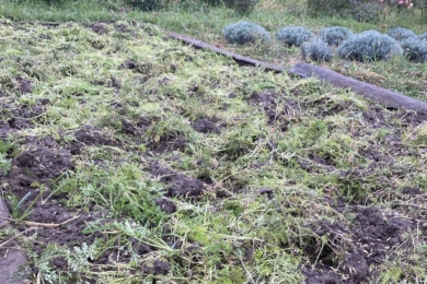 Зароблена фацелія й посіяний овес — конвеєр сидератів на грядці