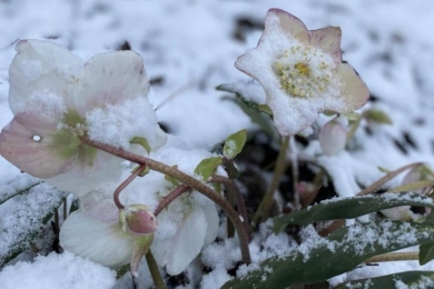 Посівний календар на грудень 2025