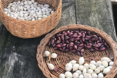 ТОП-10 сортів озимої цибулі від читачів «Зеленої садиби»