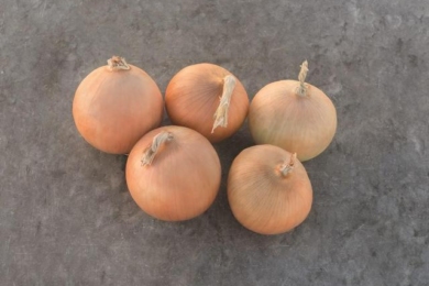 Цибуля сорту «Радар»