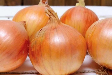 сорт озимої цибулі Шекспір