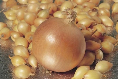 Цибуля «Центуріон» 