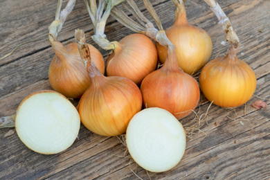 Цибуля «Стурон» 