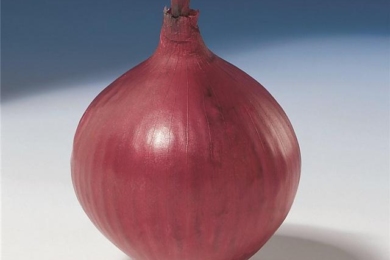 Цибуля «Ред Барон» 