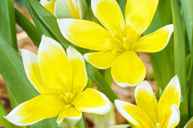 Тюльпан пізній (Tulipa tarda)