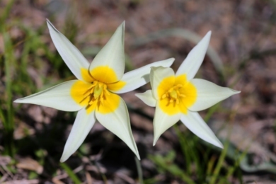 Тюльпан туркестанський (Turkestanica)