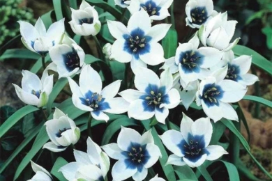 Тюльпан низький, або карликовий (T. humilis). Сорт ‘Alba Coerulea Oculata’