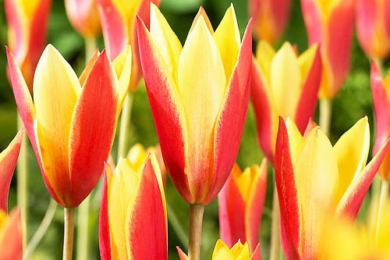 Тюльпан Клузіуса (Clusiana), сорт ‘Cynthia’