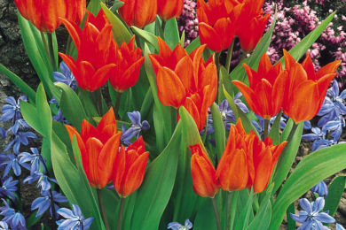 Тюльпан видатний, або прегарний (Praestans), сорт ‘Fusilier’