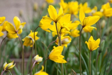 Тюльпан лісовий (Sylvestris)