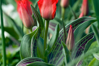 Тюльпани Грейга (Tulipa greigii Hybrids), сорт Red Riding Hood