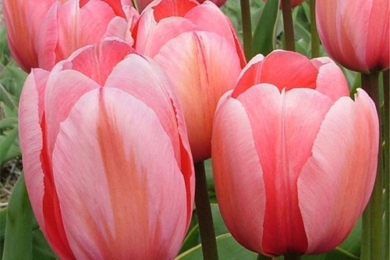 Гібрид Дарвіна, сорт тюльпана Design Impression