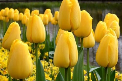 Гібрид Дарвіна, тюльпан сорту Golden Parade