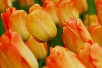 Гібрид Дарвіна, тюльпан сорту Daydream