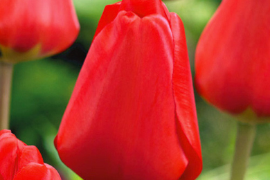 Гібрид Дарвіна, тюльпан сорту ‘Apeldoorn’