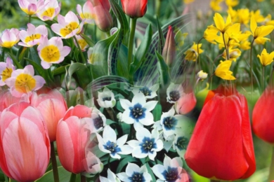 Тюльпани, які не потрібно викопувати