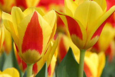 Тюльпани Кауфмана 'Stresa'