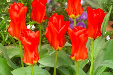 Тюльпани Фостера (Tulipa fosteriana Hybrids), сорт 'Red Emperor' (інша назва 'Madame Lefeber')