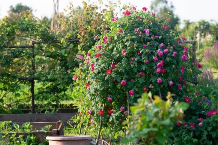 Аптекарська троянда (Rosa gallica Officinalis) в саду Вікторії Кононенко. © Анна Шульженко