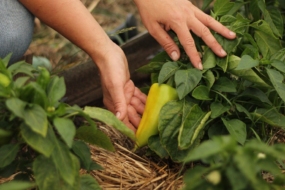 Посівний календар на 2026 рік