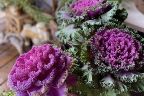 Вирощування декоративної капусти: мій досвід від розсади до морозів