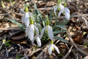 Посівний календар на березень 2026 