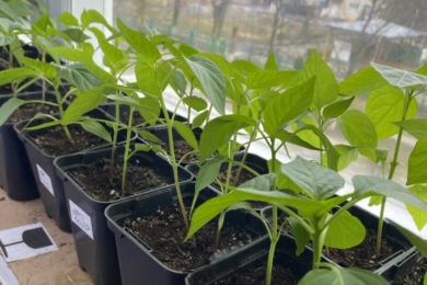 Розсада перцю на підвіконні