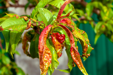 Кучерявість листя персика - деформоване листя