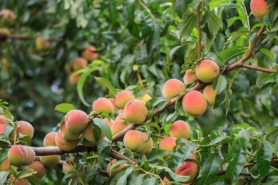 Екологічний захист персика від кучерявості. © marthastewart