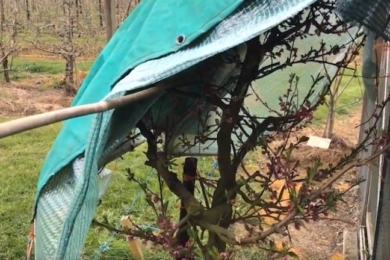 Навіс на персиком для захисту від кучерявості