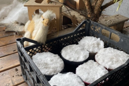 Природна стратифікація насіння