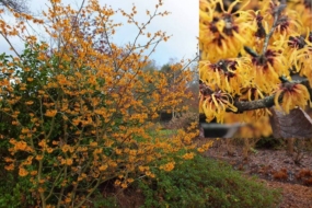 Гамамеліс: як посадити, вирощувати і доглядати в Україні. © teddingtongardener